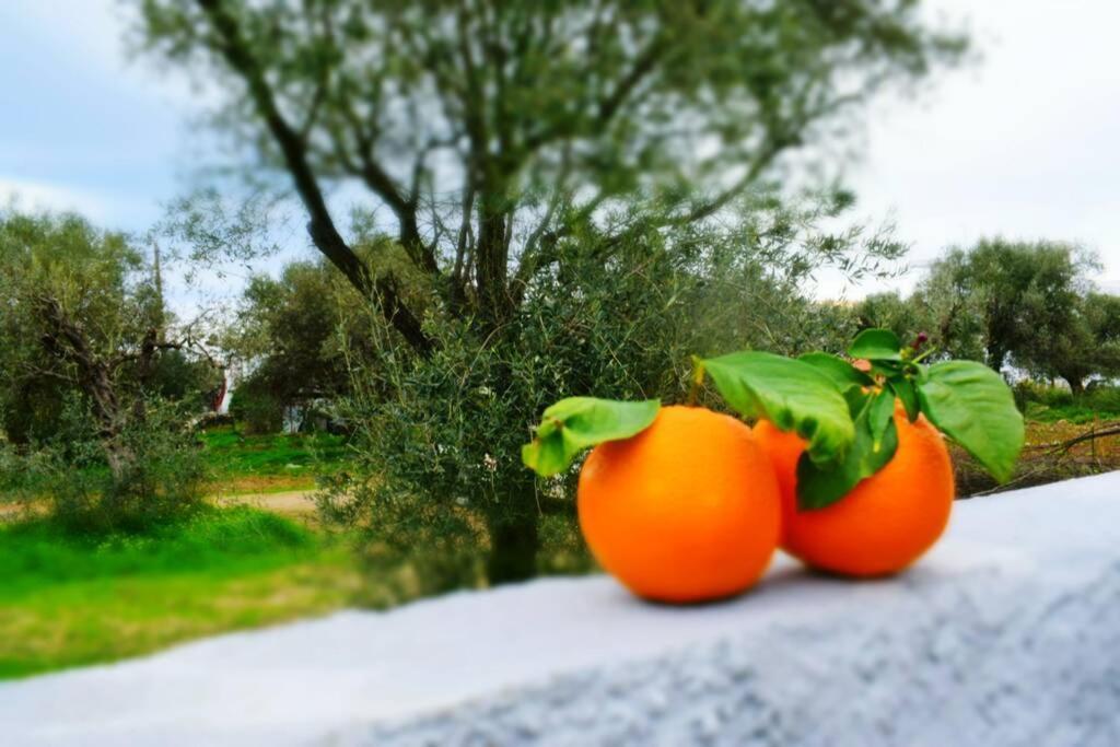 Filia's Family Archangelos (Rhodes)